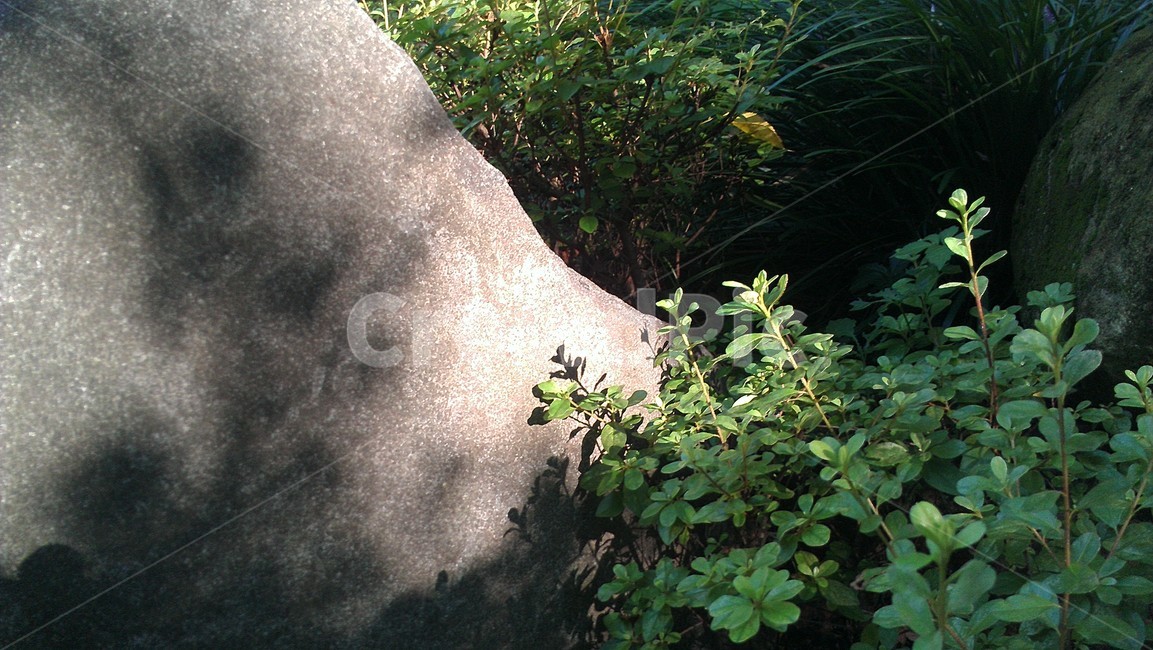 plant,바위,돌,그림자,shadow
