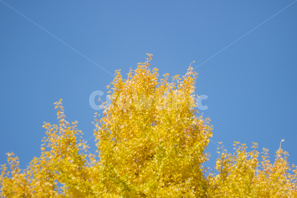 은행나무,은행잎,가을,자연,autumn,fall,ginkgo,yellow,은행,가을,계절,fall,autumn,season