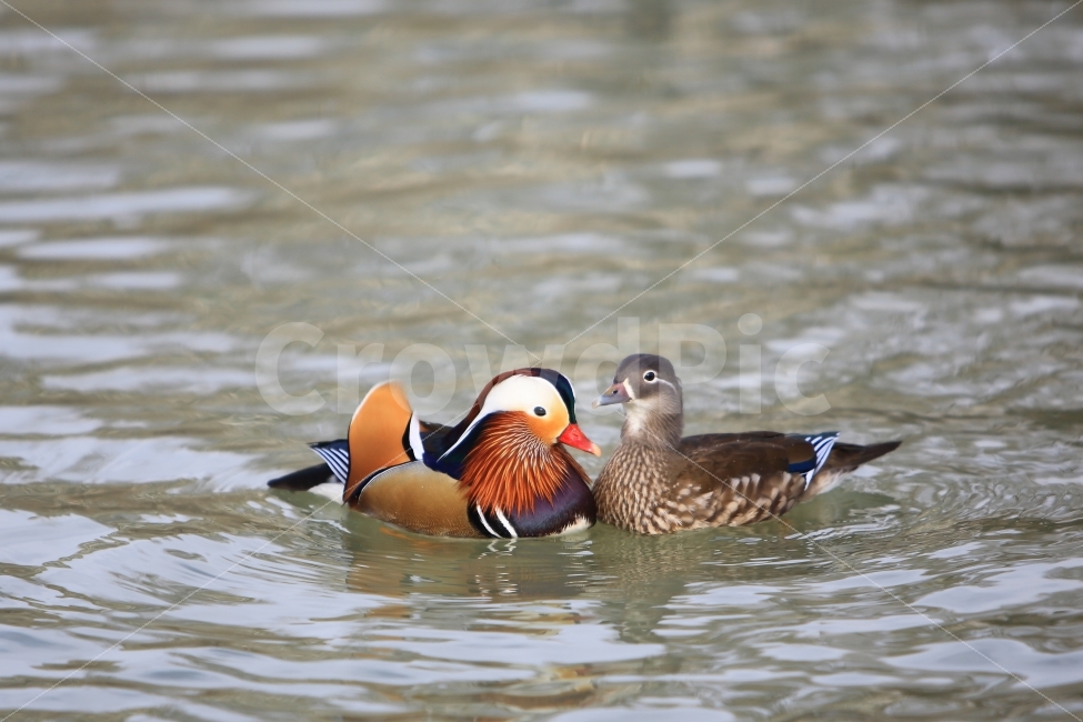 원앙,새,조류,철새,자연,동물,animal,조류,새,birds