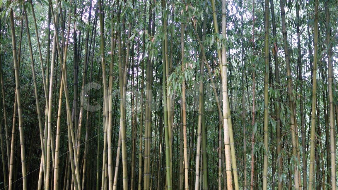 숲,하늘,담양,죽림원,배경,감성,대나무,나무,구름,홈페이지,안개,아침,햇살,식물,자연,plants,nature,나무,trees,wood