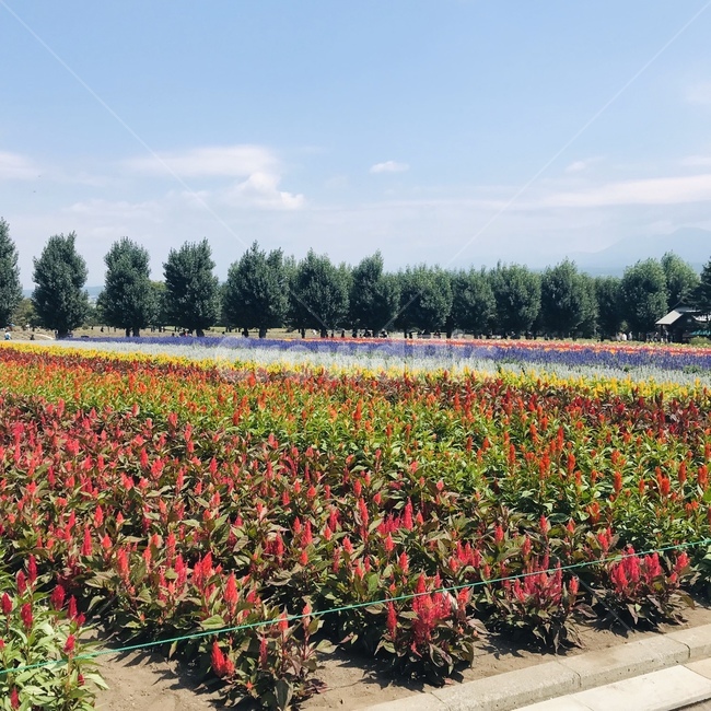 plant,식물,flower,꽃,blossom,꽃밭,nature,자연,풍경,nature,landscape
