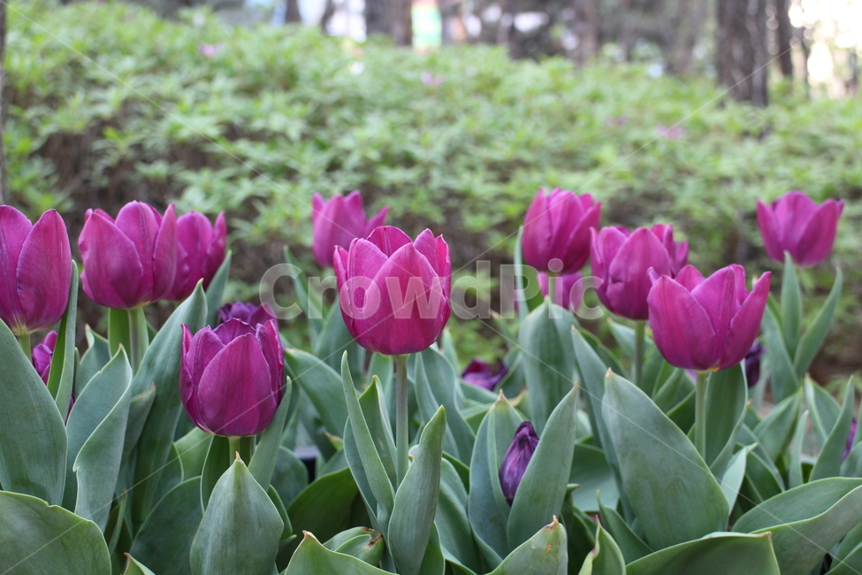 꽃,튤립,보라색튤립,보라튤립,봄,flower,tulip,purple,violet,purpletulip,spring,자연,식물,자연,plants,nature,꽃,flower