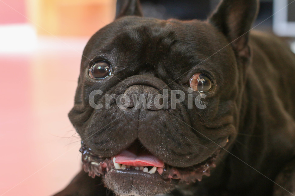 불독,프렌치불독,강아지,검정강아지,bulldog,frenchbulldog,애완견,blackdog,poppy,검은강아지,송곳니,animal,동물,개,dog,애완동물,pet,동물,animal,포유류,mammal,개,강아지,dog,doggy