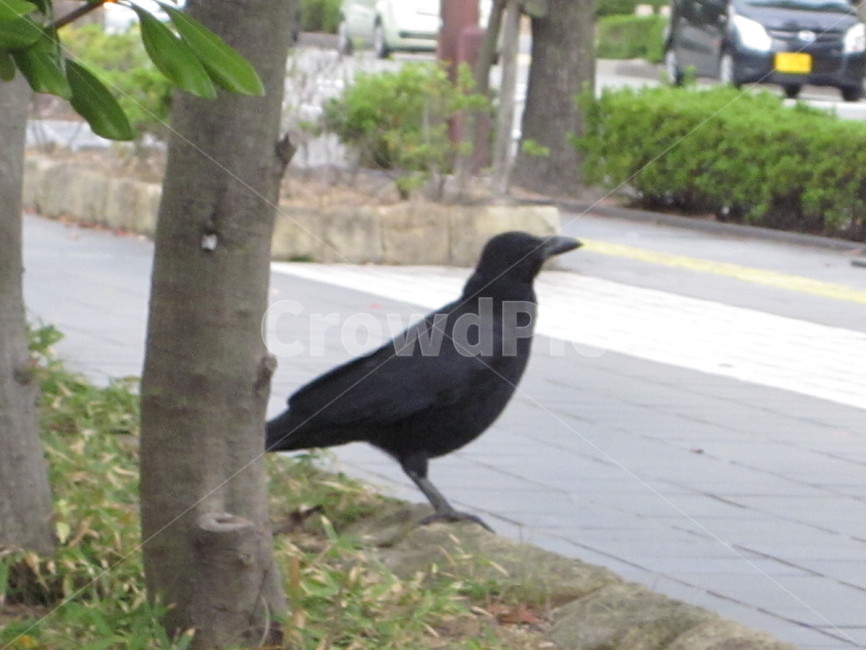 까마귀,일본,일본까마귀,새,까만새,동물,animal,조류,새,birds