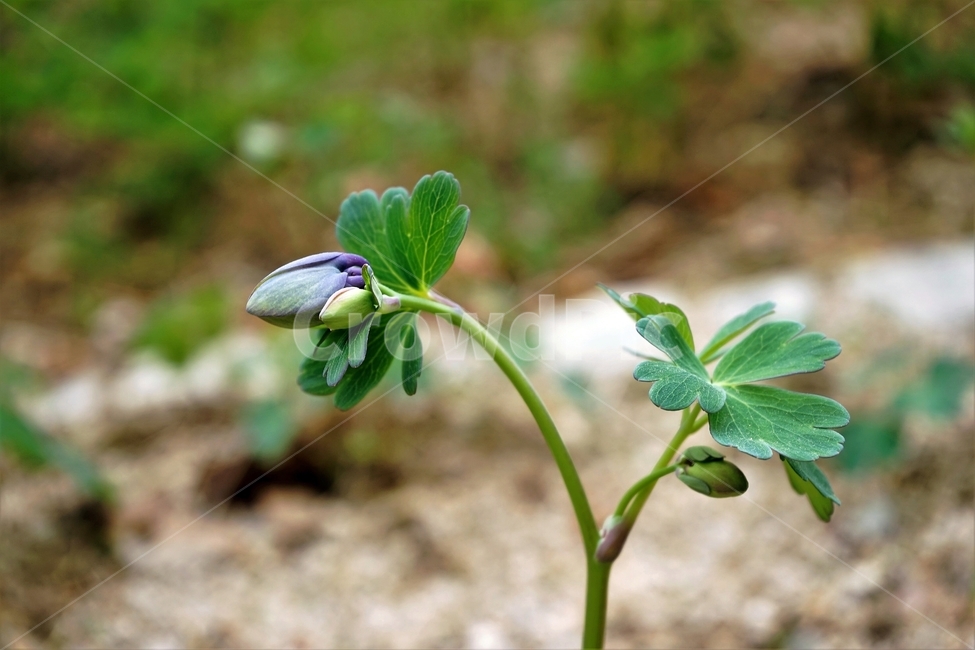 매발톱꽃,꽃,columbine,buds,leaves,beforeflowering,미나리아제비과,식물,자연,plants,nature,꽃,flower