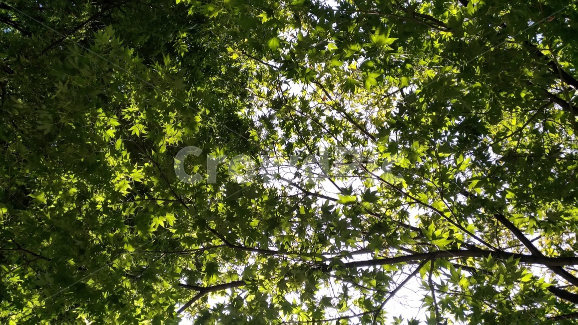 단풍,단풍나무,초록색,나무,숲,가득,자연,자연,풍경,nature,landscape,tree,plant,식물