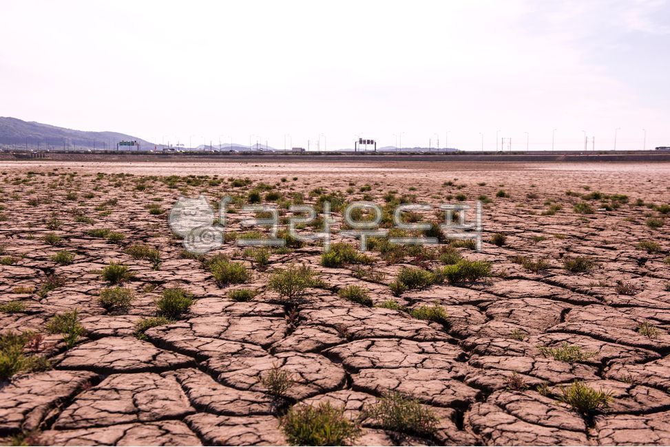 offshoot,dry,soil,Earth,Hamcho,crack,environment,Coast,Beach,drought,earth,plant,mud,Mud