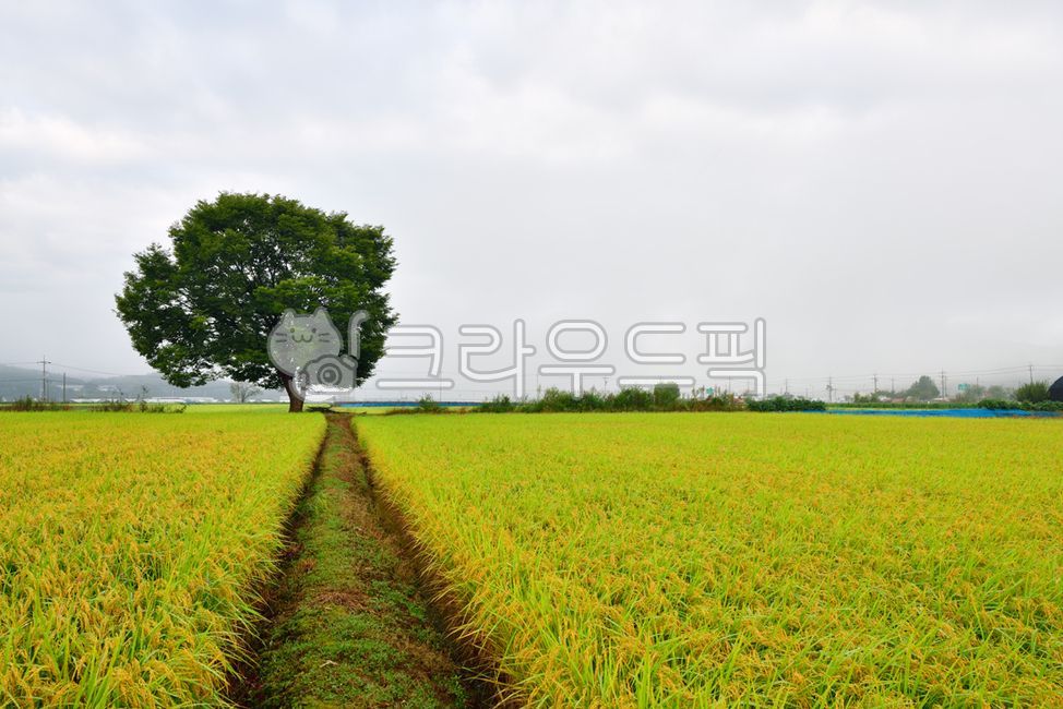 grassland, 목초지, field, 들, outdoors, 사진,이미지,일러스트,캘리그라피 - Nepoto1작가