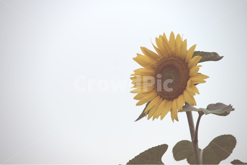sunflower,가을,외로움,해바라기,쓸쓸함,찬바람,공원,가을,계절,fall,autumn,season,식물,자연,plants,nature,꽃,flower,감성,sensible,feeling,plant,blossom