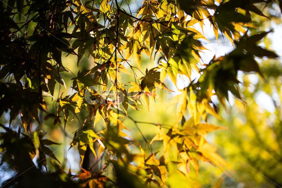 가을,leaf,잎,plant,식물,단풍,maple,autumn,가을,계절,fall,autumn,season,식물,자연,plants,nature