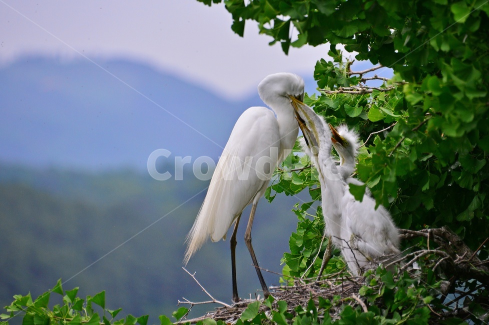 animal,동물,bird,새,egret,백로,백로육추,육추,waterfowl,물새,stork,황새,동물,animal,조류,새,birds