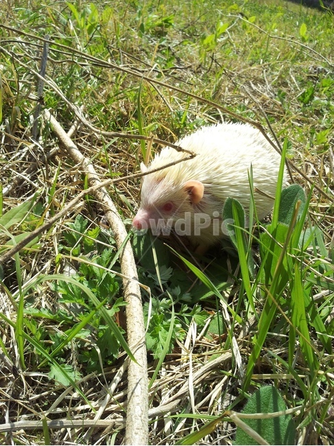 동물,고슴도치,자연,초록,봄,알비노,animal,hedgehog,green,albino