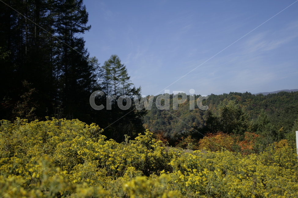 산국,국화,꽃,식물,꽃밭,flower,자연,풍경,nature,landscape,field,들,grassland,목초지,outdoors,옥외,farm,농장,rural,농촌,meadow