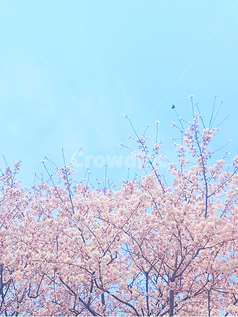 벚꽃,꽃,봄,하늘,봄하늘,봄,계절,spring,season,자연,풍경,nature,landscape,plant,식물,flower,blossom