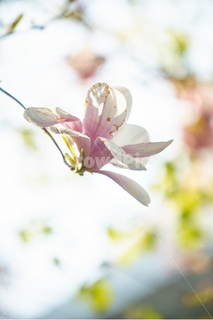 목련,봄꽃,목련꽃,역광,보케,봄,계절,spring,season,식물,자연,plants,nature,꽃,flower,plant