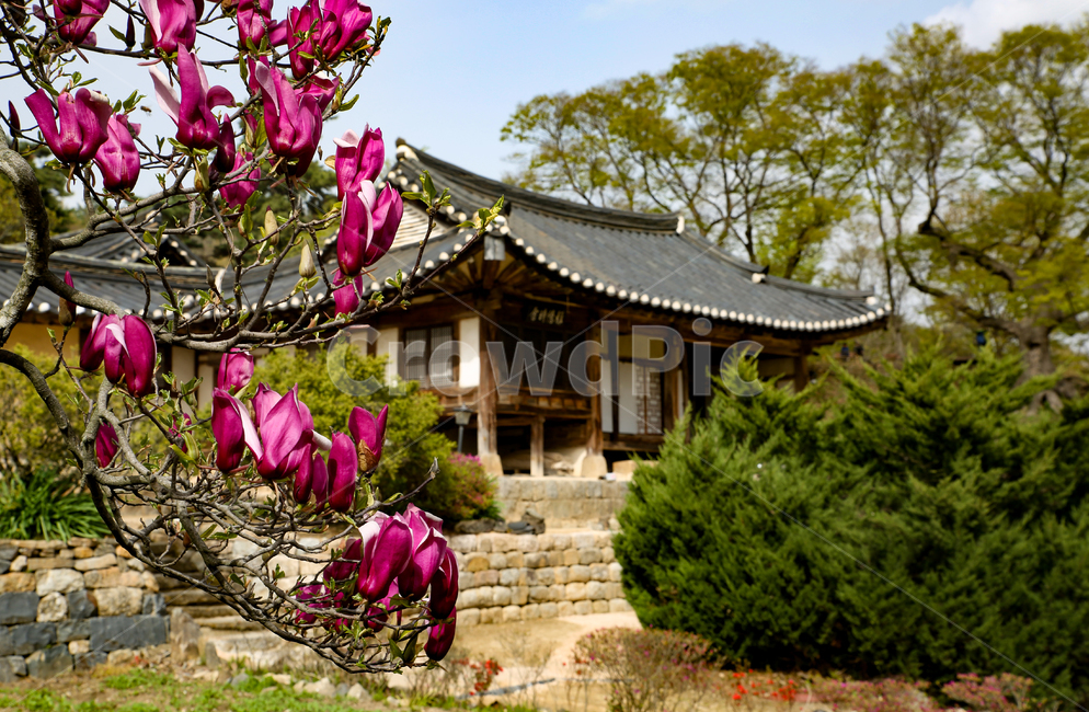 한옥,기와집,꽃,전통적,한국적,자연,풍경,한국랜드마크,좋은날씨,맑은날,한국시골