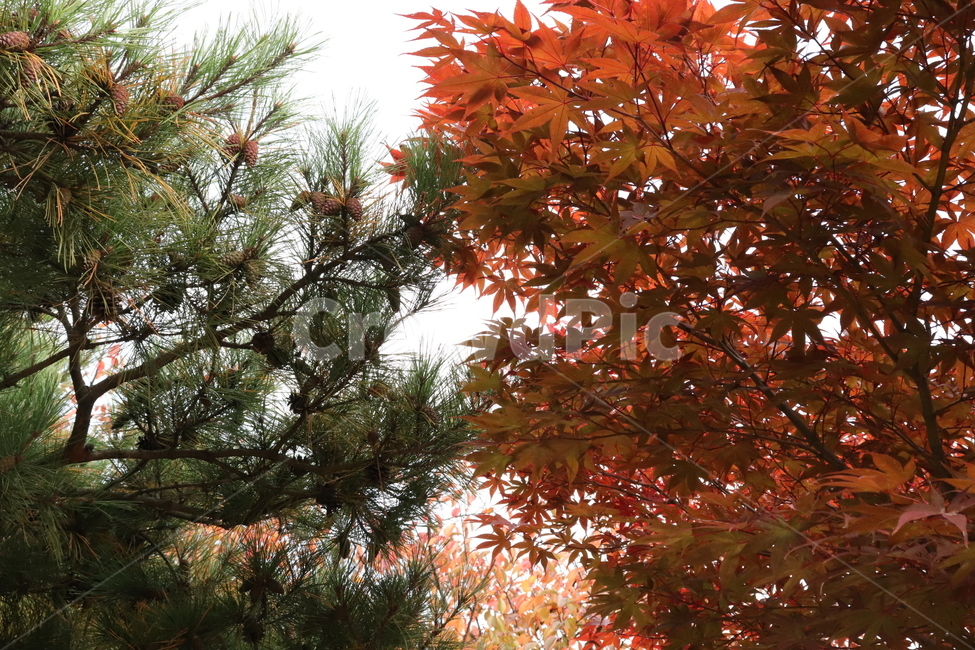 식물,leaf,잎,tree,나무,가을,소나무,단풍나무,단풍,가을,계절,fall,autumn,season,식물,자연,plants,nature,나무,trees,wood