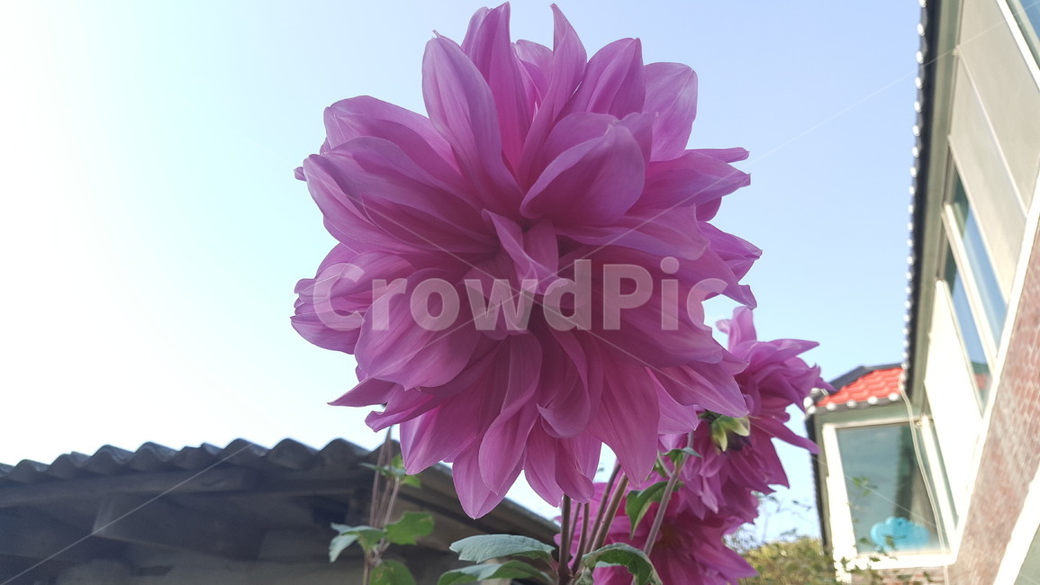 꽃,자연,예쁜꽃,아름다움,식물,식물,자연,plants,nature,꽃,flower
