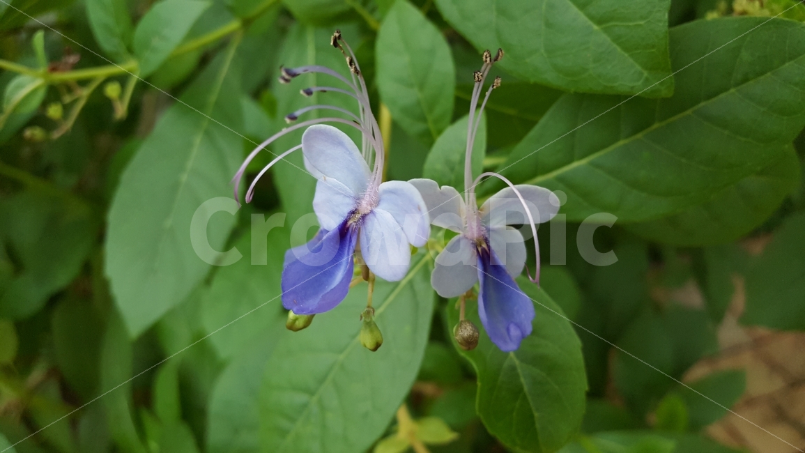 식물,나비꽃,대구수목원,보라색,나비모양,식물,자연,plants,nature,꽃,flower