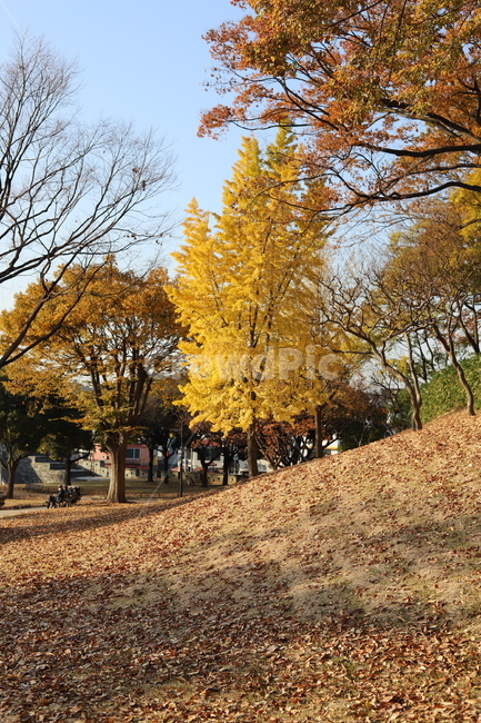 은행나무,노란은행잎,나무,tree,가을은행나무,은행나무낙엽