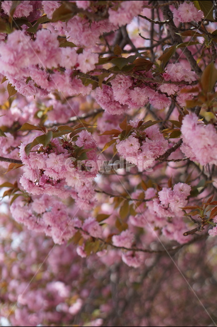 왕벚꽃,겹벚꽃,봄,풍경,핑크,나무,봄,계절,spring,season,식물,자연,plants,nature,꽃,flower,plant,blossom,cherry blossom,벚꽃