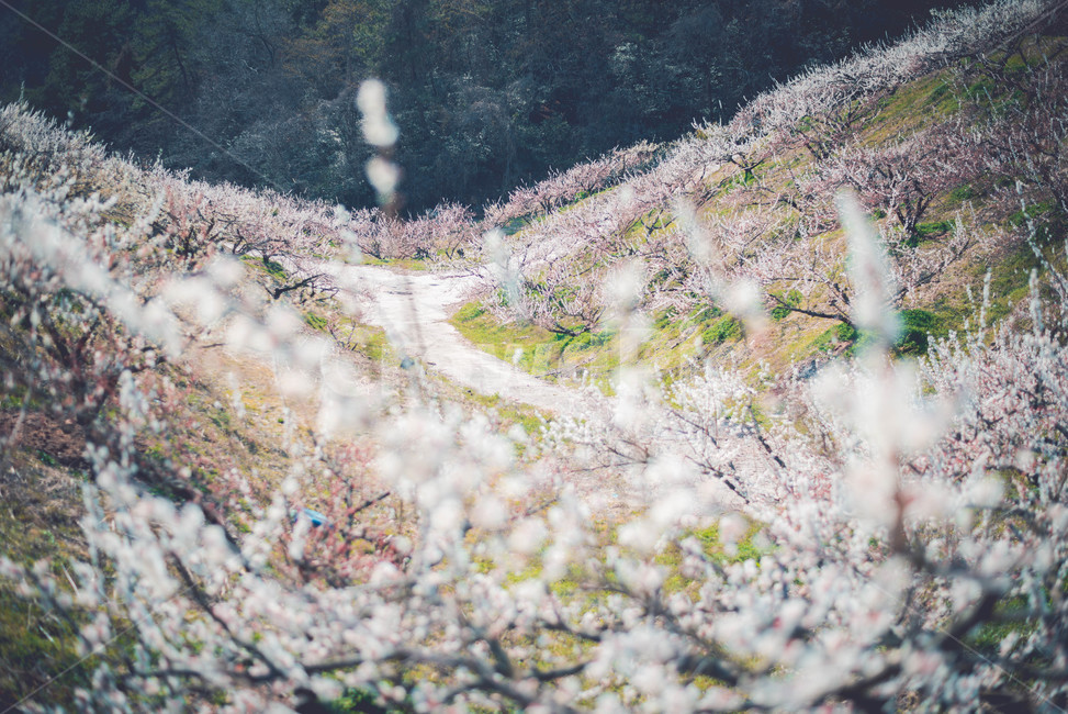 매화나무,매화꽃,꽃,식물,매화,봄,계절,spring,season,자연,풍경,nature,landscape,plant,blossom,flower