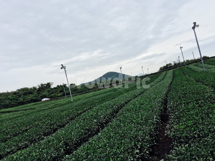 제주도,녹차밭,그린티,녹차,자연
