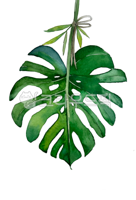 수채화그림,식물수채화,잎,leaf,식물,수채화,미술,일러스트