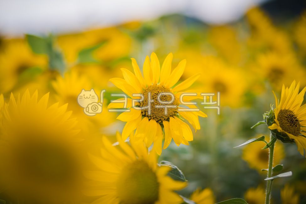 해바라기,해바라기꽃,해바라기꽃밭,해바라기밭,해라바리풍경,plant,식물,flower,꽃,sunflower,식물,자연,plants,nature,꽃,flower