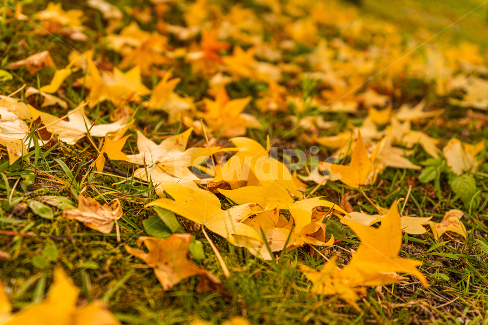 plant,식물,leaf,잎,낙엽,가을,autumn,fall,가을,계절,fall,autumn,season,tree,나무