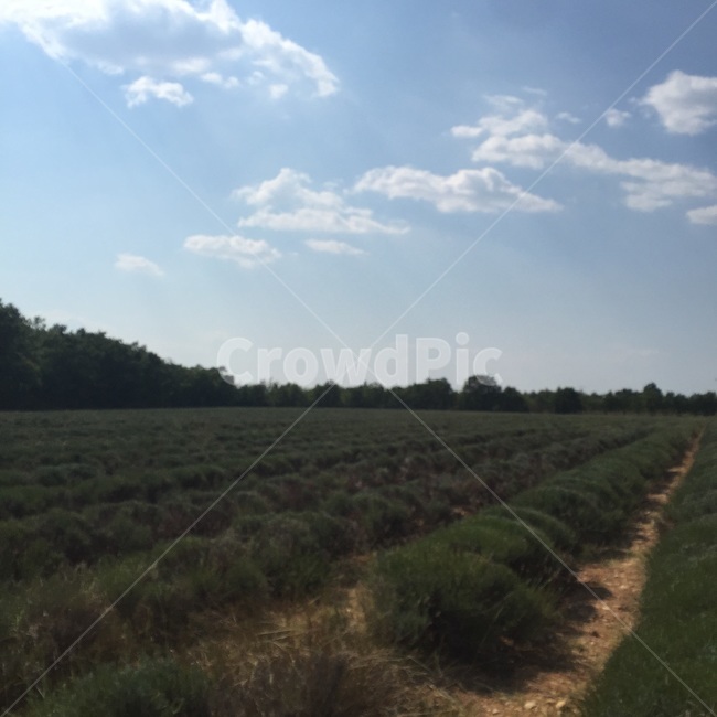 라벤더,들판,scenery,nature,outdoors,green,sky,farm,land