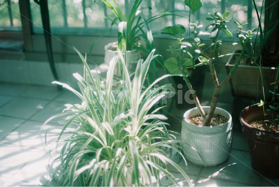 꽃,필름사진,flower,film,화분,필름,nature,식물,plants,실내용화초,화분,화초,house plant
