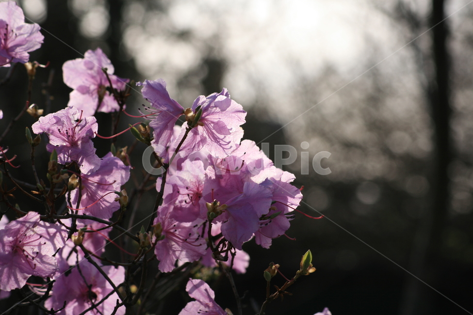 진달래,plant,식물,flower,꽃,분홍색,진분홍