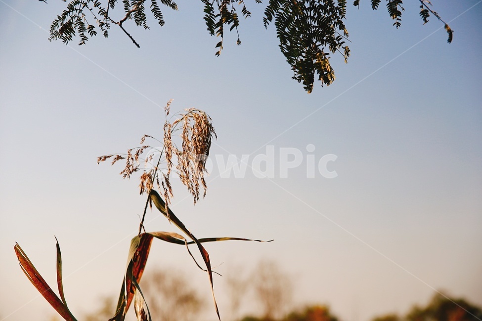 가을,억새,갈대,풍경,자연,가을,계절,fall,autumn,season,식물,자연,plants,nature,grass,잔디,plant,lawn