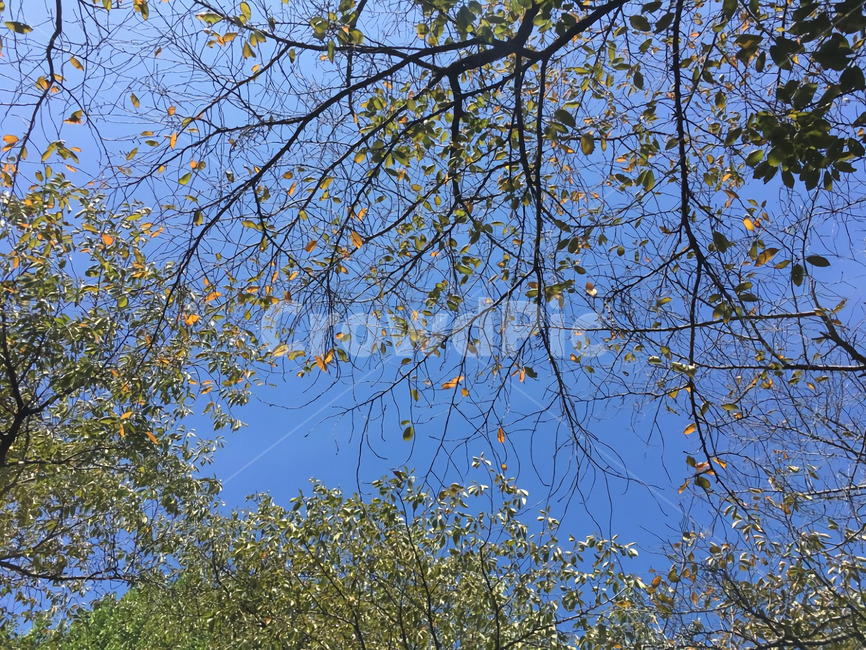 환절기,하늘,나무,나무줄기,나뭇잎,식물,여유,tree,plant,treetrunk,leaf,sky,summer,autumn,fall