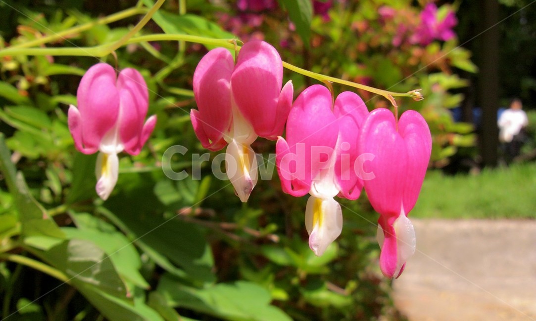 plant,식물,blossom,꽃,flower,금낭화,봄꽃,초여름꽃