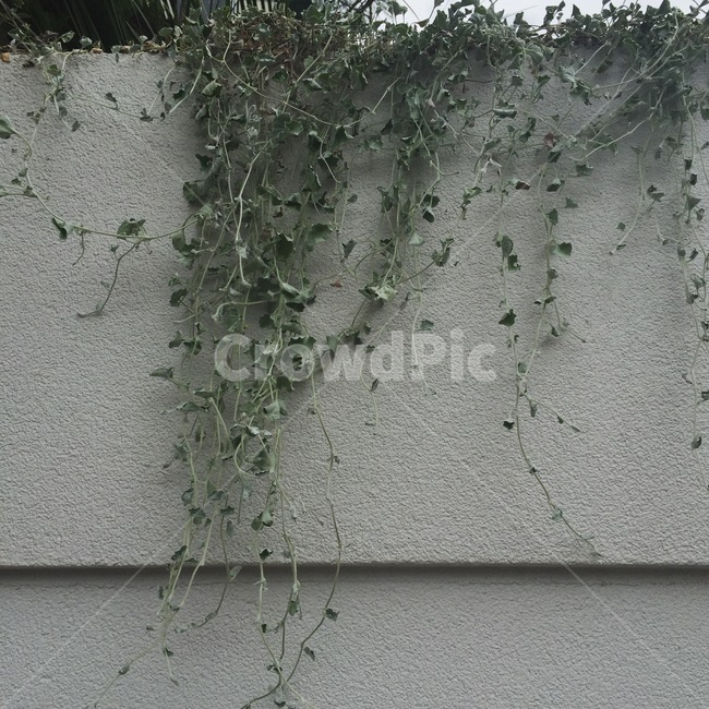 건물,벽,식물,담장,담쟁이,식물,자연,plants,nature