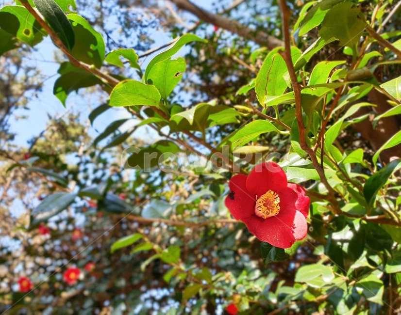 꽃,붉은꽃,꽃잎,예쁜꽃,plant,식물,식물,자연,plants,nature,꽃,flower