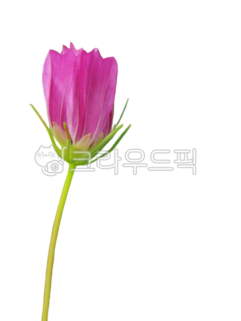 꽃누끼,코스모스누끼,꽃잎누끼,생화,꽃봉오리,생화png,꽃디자인소스,그래픽소스,꽃스티커,꽃아이콘,생화스티커,포토샵소스