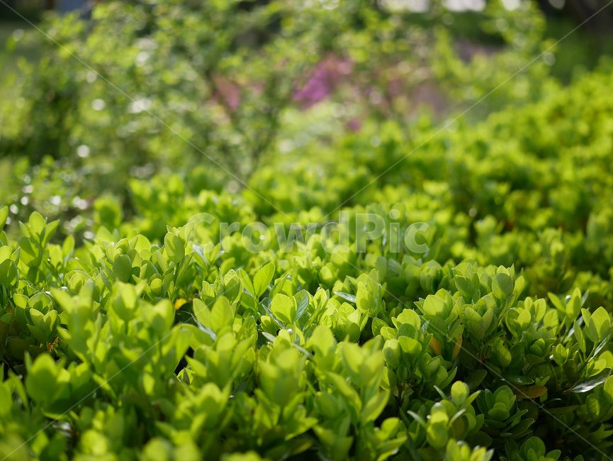 plant,식물,자연,nature,봄