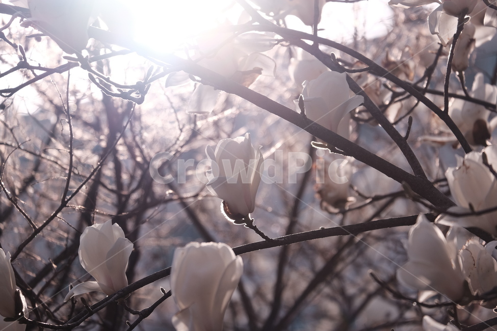 magnolia,목련,백목련,봄꽃,spring,flower,flowers,봄,하늘,봄,계절,spring,season,식물,자연,plants,nature,꽃,flower,outdoors,옥외,ice,빙
