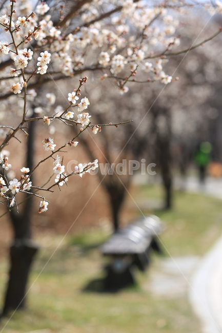봄,꽃,매화,길,산책길,공원,spring,flower,road,walkway,의자,bench,봄,계절,spring,season,식물,자연,plants,nature,꽃,flower,plant,blossom
