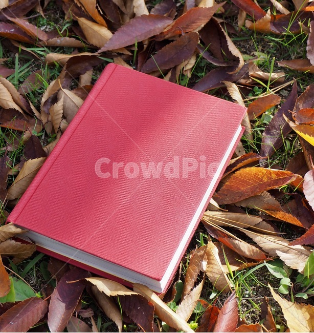 책,낙엽,단풍,잎,배경,도서,가을,빨간,자연,빨강색책,독서,book,deciduous,maple,leaf,background,books,autumn,red,nature,redbook,reading,가을,계절,fall,autumn,season,학용품,문구류,사무용품,school supplies,stationery,office supplies,plant,식물