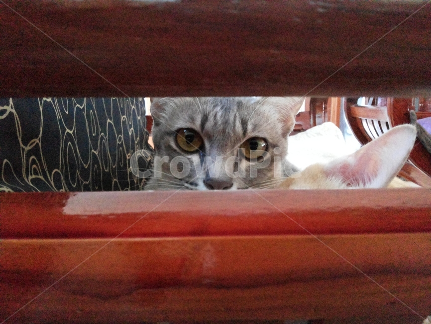 고양이,동물,아기고양이,cat,kitten