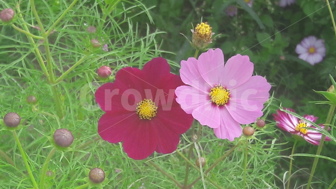 코스모스,꽃,초록,빨강,분홍,가을,계절,fall,autumn,season,식물,자연,plants,nature,꽃,flower,plant