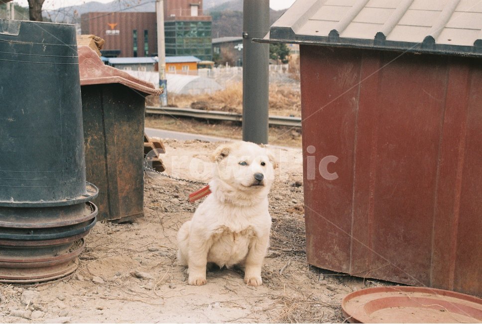 강아지,puppy,시골,필름,감성,동물,animal,포유류,mammal,개,강아지,dog,doggy