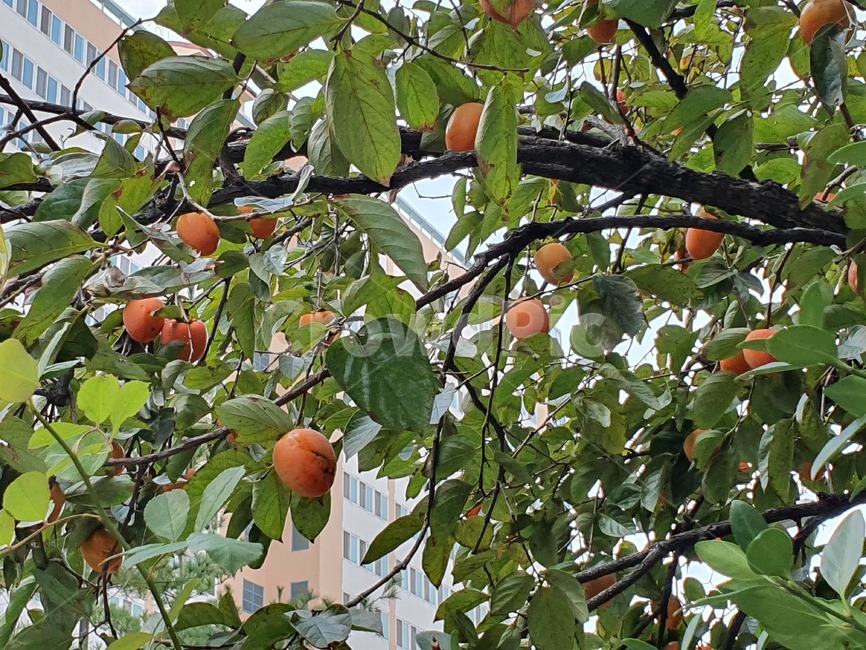 감,음식,나무,가을,과일,과일,열매,fruit
