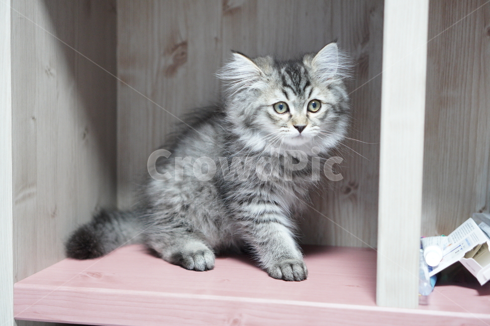 고양이,아기고양이,어린고양이,페르시안,페르시안고양이,냥이,반려묘