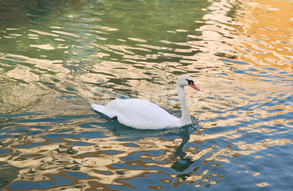 animal,동물,bird,새,water,물,백조,호수,lake,동물,animal,조류,새,birds