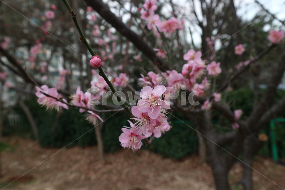 plant,식물,flower,꽃봉오리,분홍색,식물,자연,plants,nature,꽃,flower